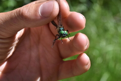 Somatochlora semicircularis