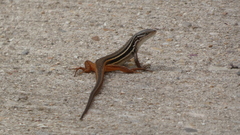 Psammodromus algirus