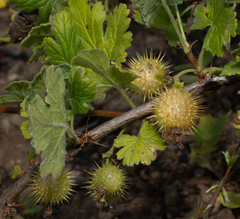 Ribes binominatum