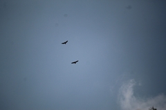 Buteo jamaicensis