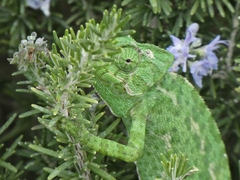 Chamaeleo chamaeleon chamaeleon