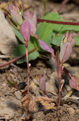 Polygonum minimum