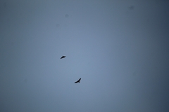 Buteo jamaicensis