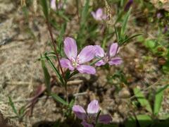 Clarkia