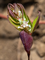 Polygonum minimum