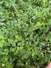 Amphicarpaea bracteata