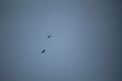 Buteo jamaicensis