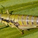 Willamette Wingless Grasshopper - Photo (c) Jeff Ward, some rights reserved (CC BY-NC-SA), uploaded by Jeff Ward