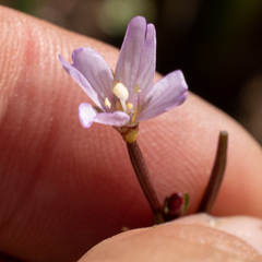 Epilobium oregonense