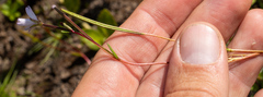 Epilobium oregonense