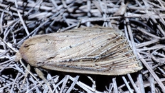 Nonagria typhae