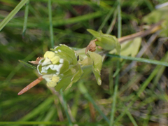 Castilleja ambigua