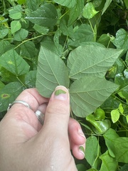 Amphicarpaea bracteata