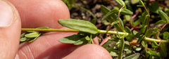 Epilobium oregonense