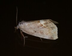 Hypsoropha hormos