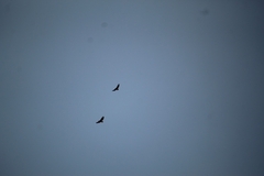 Buteo jamaicensis