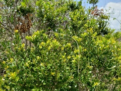 Myrciaria myrtifolia