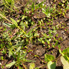 Epilobium oregonense