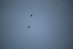 Buteo jamaicensis