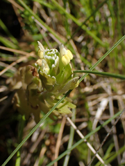 Castilleja ambigua
