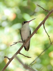 Leucolia violiceps