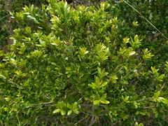 Myrciaria myrtifolia
