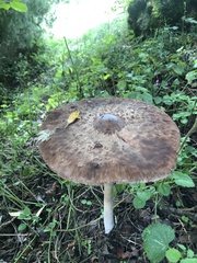 Macrolepiota procera