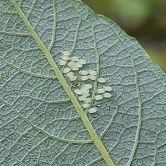 Caloptilia stigmatella