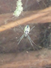 Cyrtophora cicatrosa