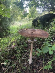 Macrolepiota procera