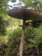 Macrolepiota procera