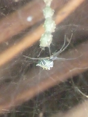 Cyrtophora cicatrosa