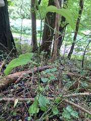 Smilax tamnoides