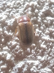 Amphimallon solstitiale