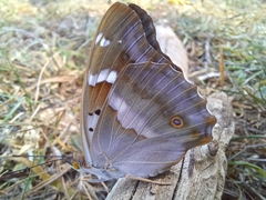 Apatura ilia