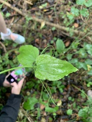 Smilax tamnoides