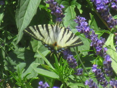 Iphiclides podalirius