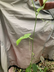 Smilax tamnoides