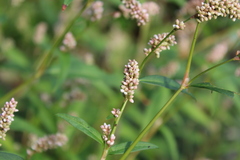 Persicaria