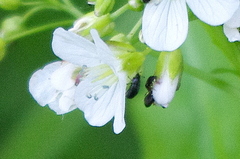 Coleoptera
