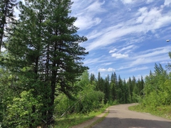 Pinus sibirica