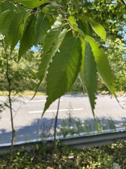 Zelkova serrata
