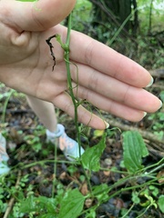 Smilax tamnoides