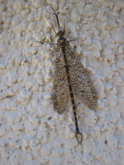 Brachynemurus
