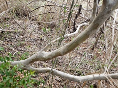 Myrciaria myrtifolia