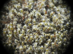 Racomitrium