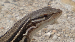 Psammodromus algirus