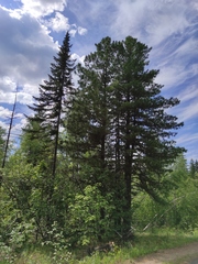 Abies sibirica