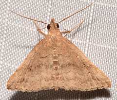 Phalaenostola larentioides