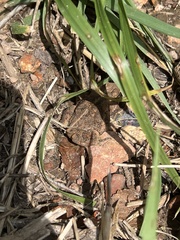 Anaxyrus americanus charlesmithi